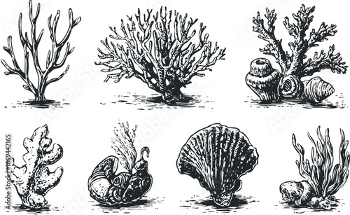 Collection of intricate black and white illustrations depicting various marine invertebrates and flora