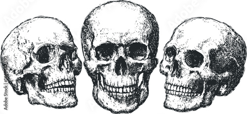 Three human skulls in a black and white sketch on a white background