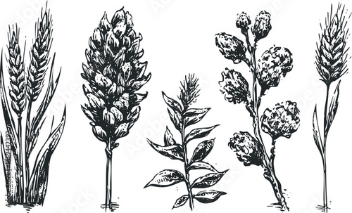 Collection of Five Hand Drawn Botanical Sketch Elements of Grains and Plants