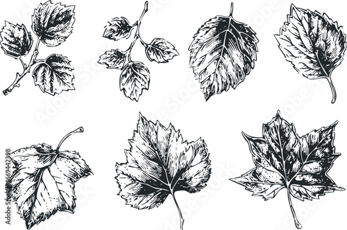 Collection of six detailed hand-drawn leaf sketches on a white background