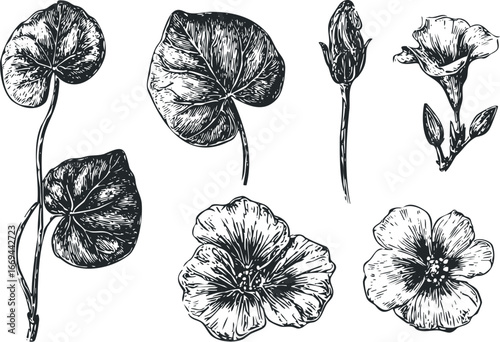 Engaging Ink Drawing of Botanical Elements Featuring Leaves and Flowers