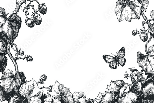 Detailed ink sketch of hop plants with cones and a butterfly in vintage style