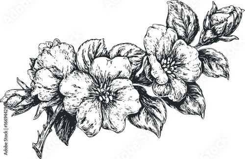 Wallpaper Mural Detailed black and white ink sketch of blooming apple blossoms and leaves Torontodigital.ca