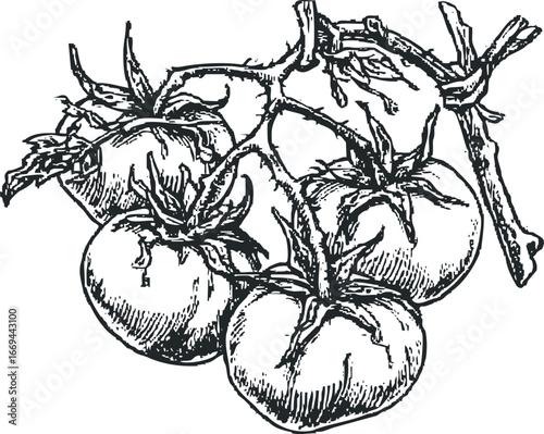 Hand-drawn Sketch of Ripe Tomatoes on Vine