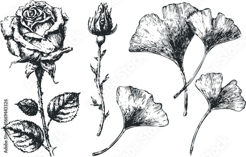 Detailed black and white sketch of a classic rose bloom and bud with leaves alongside ginkgo biloba leaves