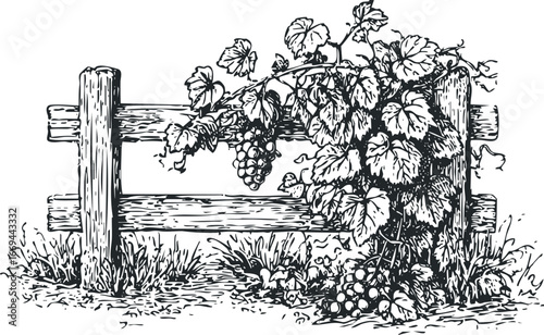 Vine with Grapes Growing on a Rustic Wooden Fence in Black and White