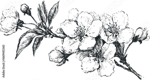 Detailed ink sketch of blooming plum tree branch with leaves