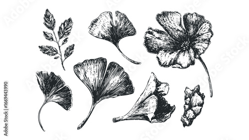 Hand Drawn Ginkgo Biloba Leaves and Branch Botanical Study. Vector hand drawn illustration