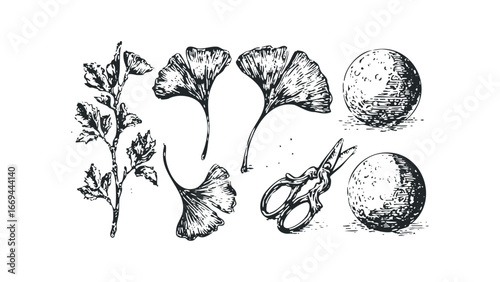 Ginkgo Leaves Branch and Scissors on White Surface. Vector hand drawn illustration