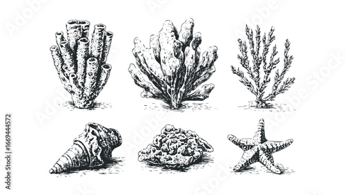 Collection of marine life sketches featuring coral, seashell, and starfish. Vector hand drawn illustration