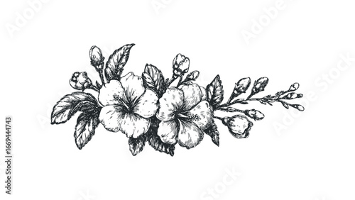 Sketch of blooming hibiscus flowers and buds on a branch. Vector hand drawn illustration