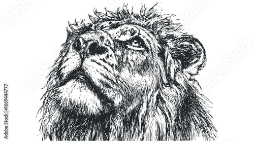 Detailed ink sketch of a lion's head looking upwards with expressive eyes. Vector hand drawn illustration