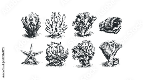 Collection of Marine Life and Shell Illustrations in Detailed Engraving Style. Vector hand drawn illustration