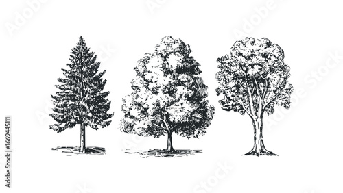 Three hand-drawn trees including a conical evergreen and two deciduous varieties.. Vector hand drawn illustration