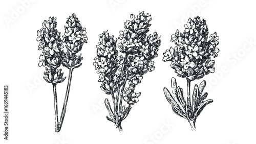 Hand Drawn Sketch of Three Lavender Stems with Leaves. Vector hand drawn illustration