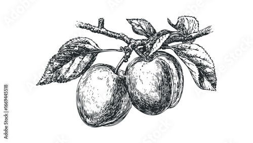 Hand drawn branch with two ripe plums and leaves. Vector hand drawn illustration