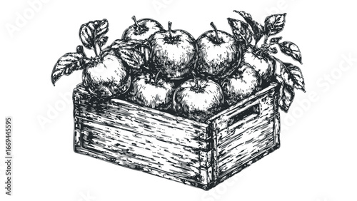 Wooden Crate Filled With Freshly Harvested Apples and Green Leaves. Vector hand drawn illustration