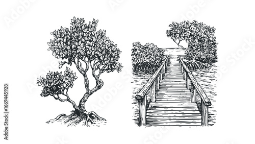 Black and white drawing of a mangrove tree with exposed roots and a wooden boardwalk over water. Vector hand drawn illustration