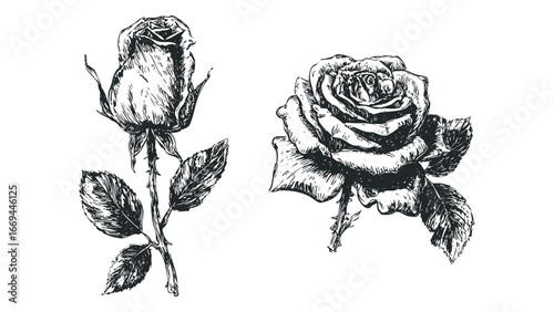 Two detailed black and white sketches of roses with stems and leaves. Vector hand drawn illustration