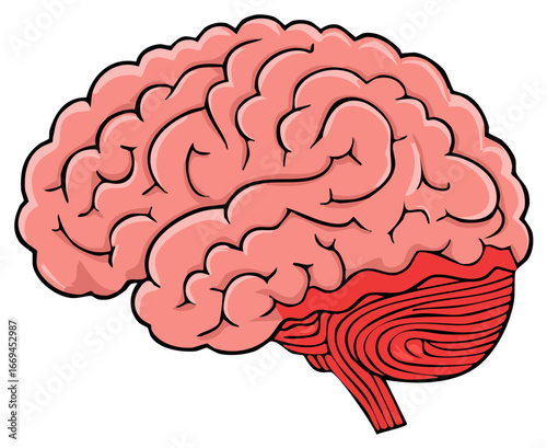Human brain cartoon vector illustration. Anatomical graphic of the cerebrum and cerebellum for science or medicine.