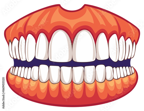 Cartoon Upper and Lower Set of Teeth in Open Position with Healthy Gums