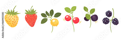 Set of bright colorful berries vector illustration isolated on white background including strawberries, sea buckthorn, cherries, blackcurrants, and blackberries in flat style