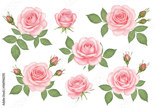 Pretty pink roses isolated on transparent background
