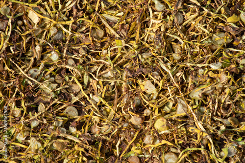 A detailed top down macro shot of grape marc the solid remains of grapes after pressing for wine consisting of skins pulp seeds and stems creating a natural texture.