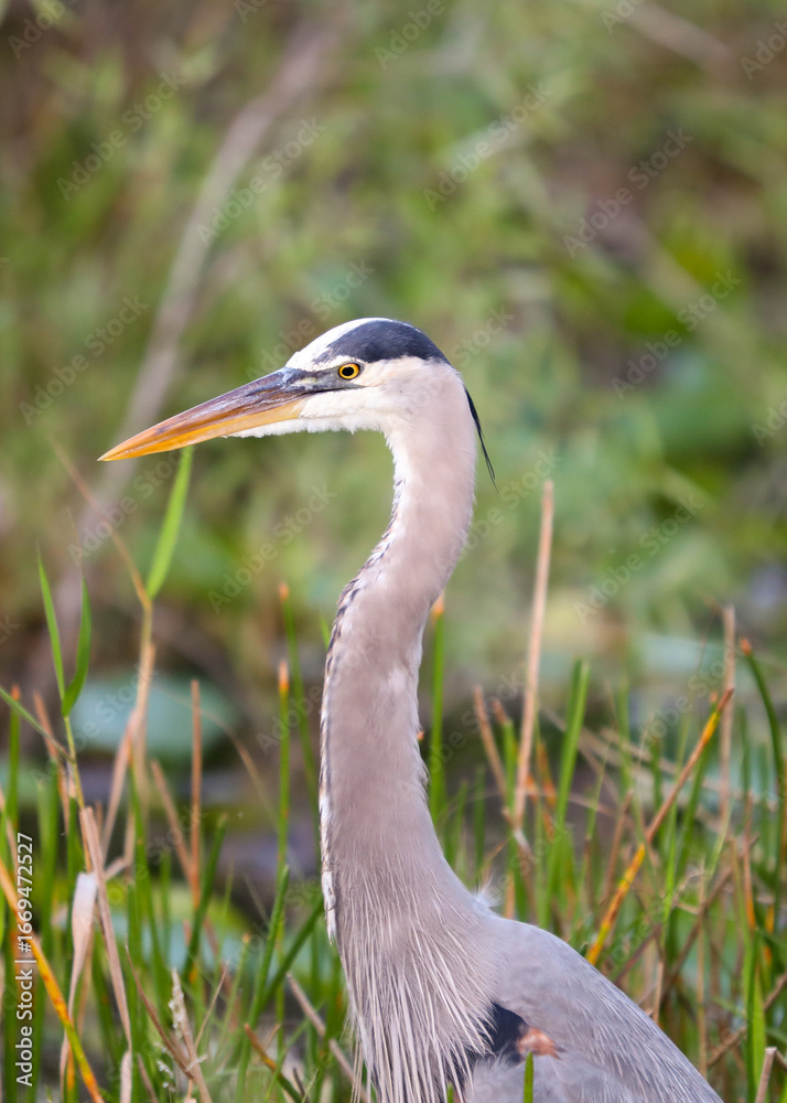 Fototapeta premium great blue heron