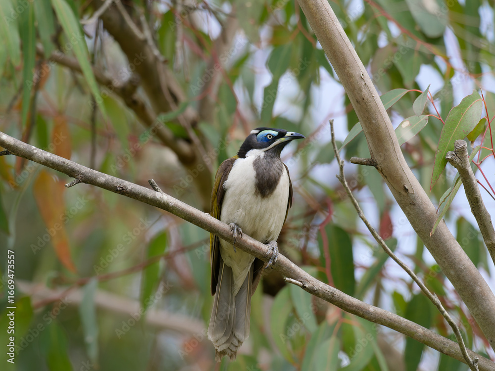 Obraz premium Male Blue-faced Honeyeater (Entomyzon cyanotis) perched on a gum tree branch with green leaves