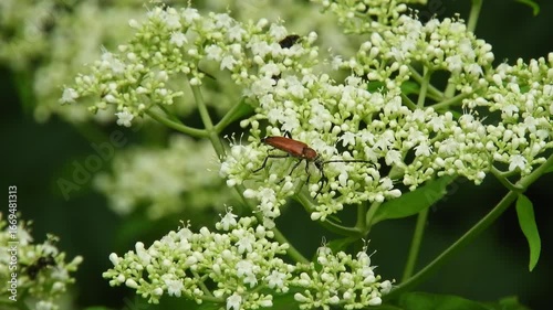 【山野草】オトコエシ（男郎花）：Patrinia villosa　250821-1