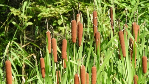 【山野草】ガマ（蒲、香蒲）：Typha latifolia　250821-1