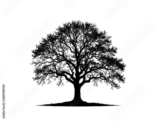Silhouetted oak tree against white background