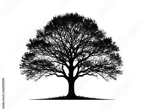 Silhouetted tree against a white background