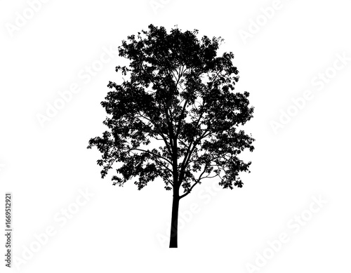Silhouetted tree against white background (1)