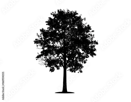 Silhouetted tree against white background