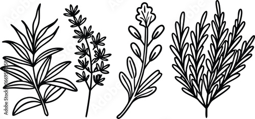 Vector art of set of botanical illustrations featuring delicate sprigs of herbs and plants, drawn in a simple line art style