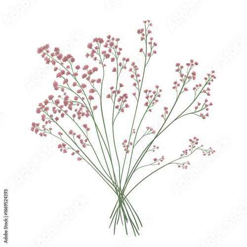 Pink Baby Breath Flower. pink color. Dry flowers in pastel colors. transparent background