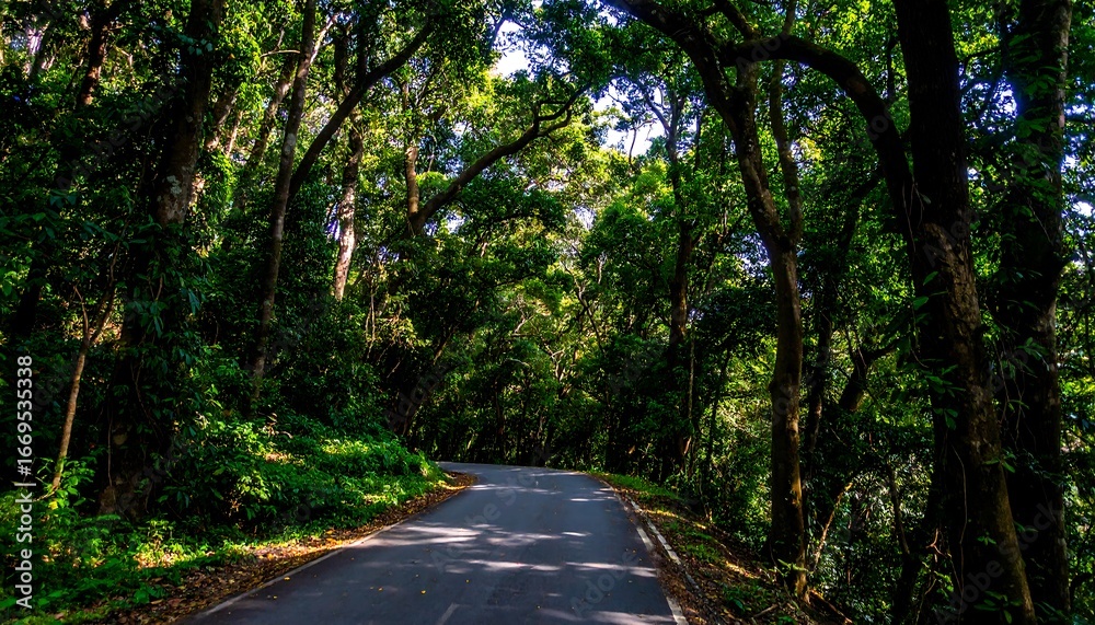 Fototapeta premium Winding road through dense forest