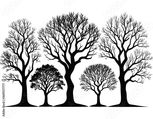 Silhouettes of bare winter trees (2)