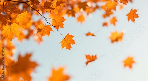 Golden-orange maple leaves hanging from branches and falling against a clear blue sky.

