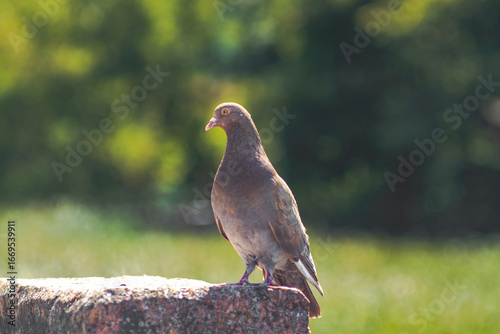 Brown Pigeon Standing on Stone Outdoors