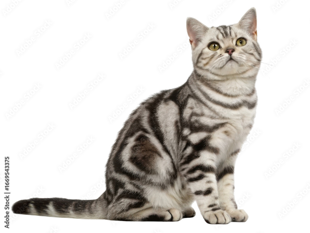 Fototapeta premium American shorthair cat sitting with silver tabby coat green eyes calm expression indoors portrait