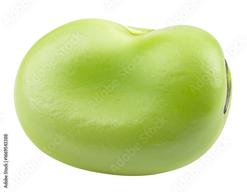 Isolated Broad Bean on Clean White Background