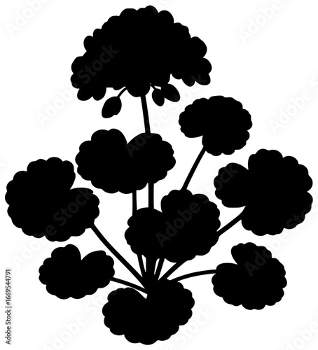 Geranium plant in a garden with blooming flowers and lush leaves naturally