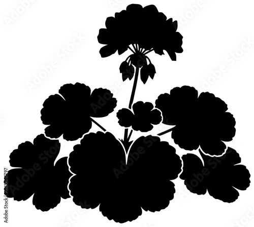 Geranium plant in a garden with blooming flowers and lush leaves naturally