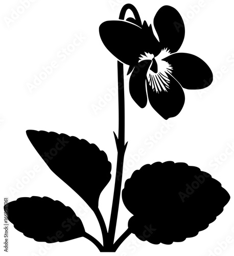 Violet flower in a field with purple petals and green leaves surrounding it naturally outside always