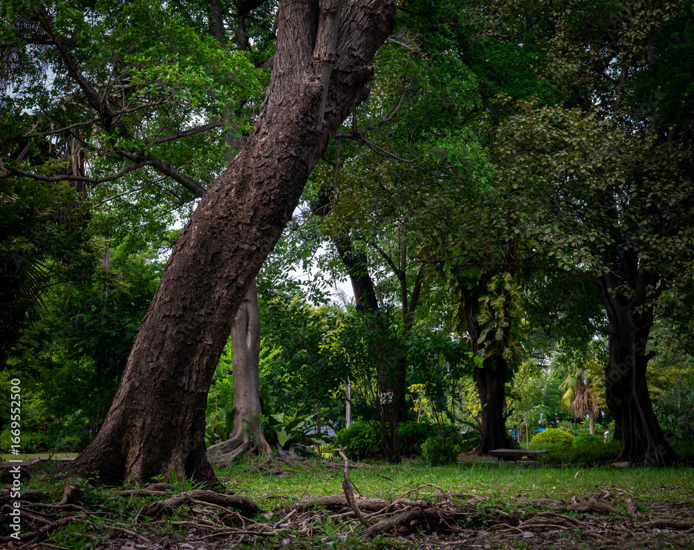 Fototapeta premium Large mature tree providing shade in peaceful shady garden - beautiful natural canopy shelter in lush green park for relaxation and outdoor comfort