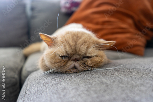 Exotic Shorthair cat sleeping on a gray couch