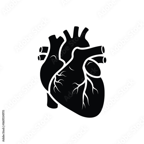 Detailed black and white anatomical illustration of a human heart.